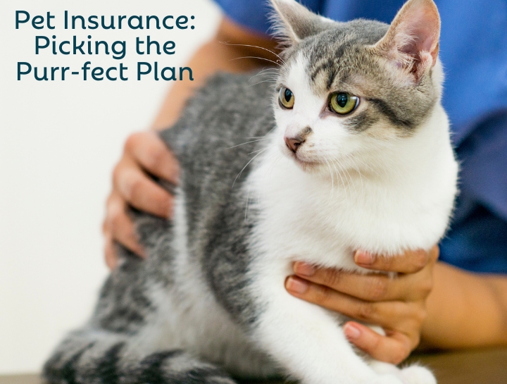 Pet Insurance: Picking the Purr-fect Plan