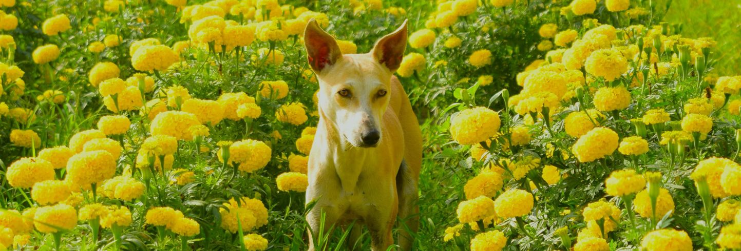 Dog in Snow on Bridge