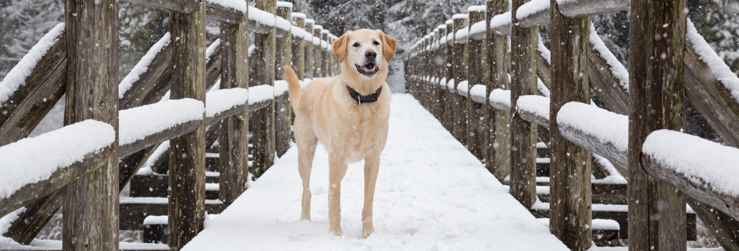 Dog in Snow on Bridge