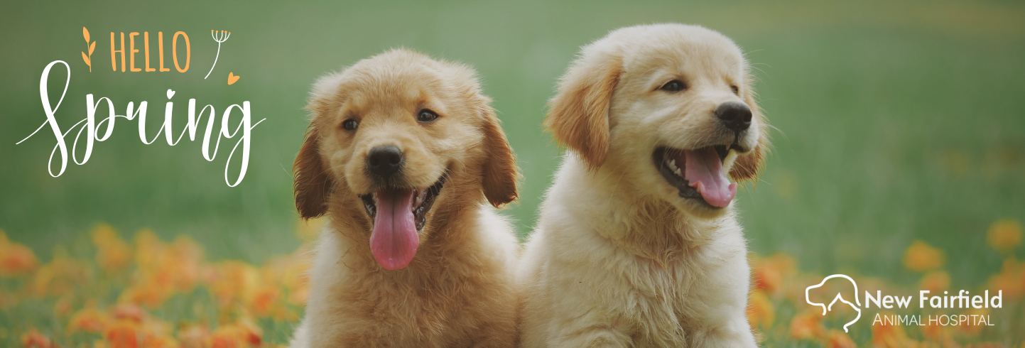 Golden Puppies Spring